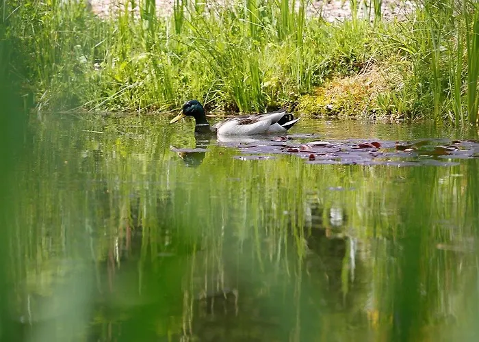 Waldblick 4* Kniebis
